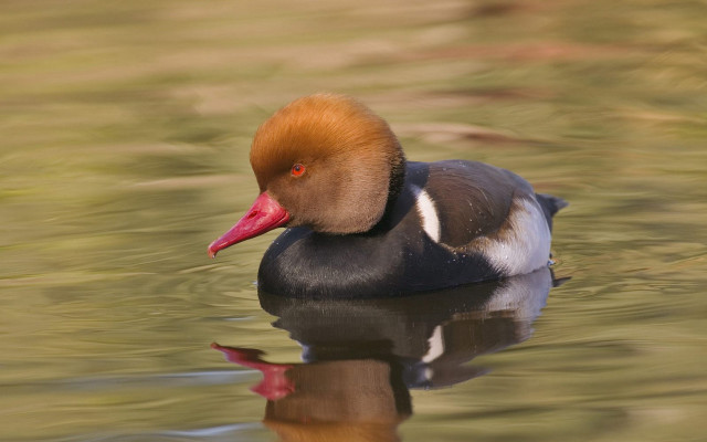 Duck red head swimming water free wallpaper for desktop - medium preview image