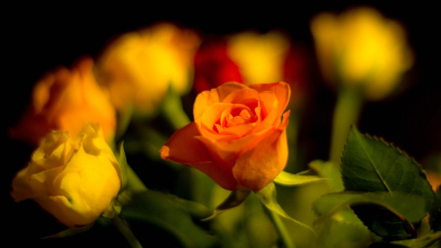 Yellow rose macro blurry flame free wallpaper for desktop - medium preview image