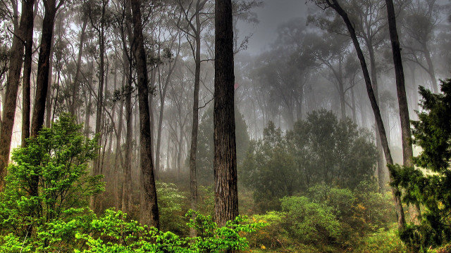 Forest foggy trees bench autumn free wallpaper for desktop - medium preview image