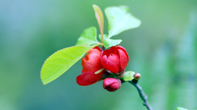 Red flower green leaves macro #5 free wallpaper for desktop - medium preview image