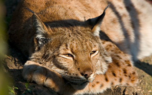 Lynx resting on log in free wallpaper for desktop - medium preview image