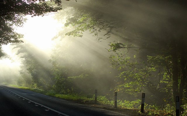 Foggy road trees light nature free wallpaper for desktop - medium preview image