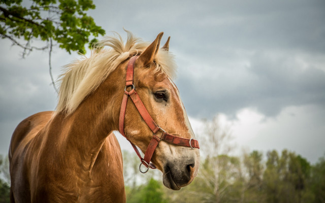Brown horse field trees cloudy free wallpaper for desktop - medium preview image