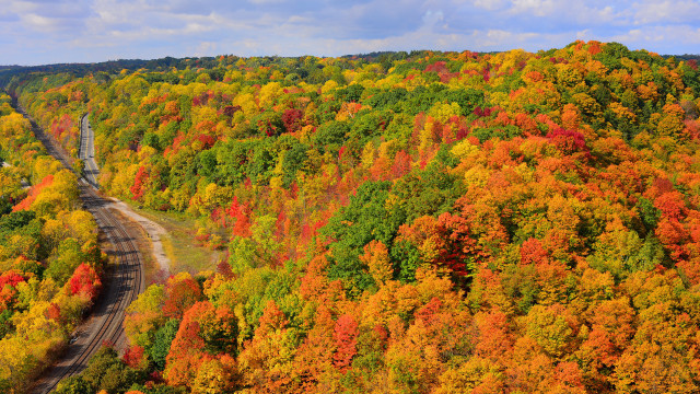 Train forest autumn leaves vibrant free wallpaper for desktop - medium preview image