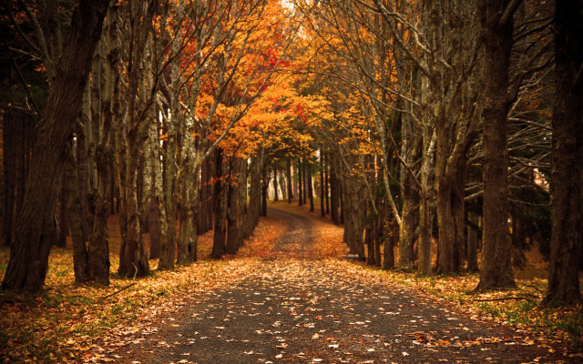 Dirt road autumn leaves bridge free wallpaper for desktop - medium preview image