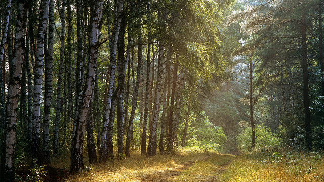 Dirt road forest trees trail #2 free wallpaper for desktop - medium preview image