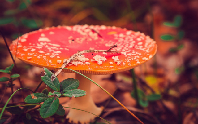 Red mushroom woods bokeh depth free wallpaper for desktop - medium preview image