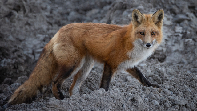 Red fox rocky snow blurry free wallpaper for desktop - medium preview image
