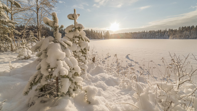 Snow covered field tree sun free wallpaper for desktop - medium preview image