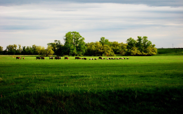 Cattle grazing green field cloudy free wallpaper for desktop - medium preview image