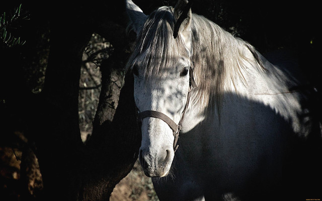 White horse tree shade chiaroscuro free wallpaper for desktop - medium preview image