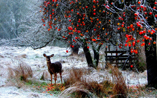 Deer field red apples snow free wallpaper for desktop - medium preview image