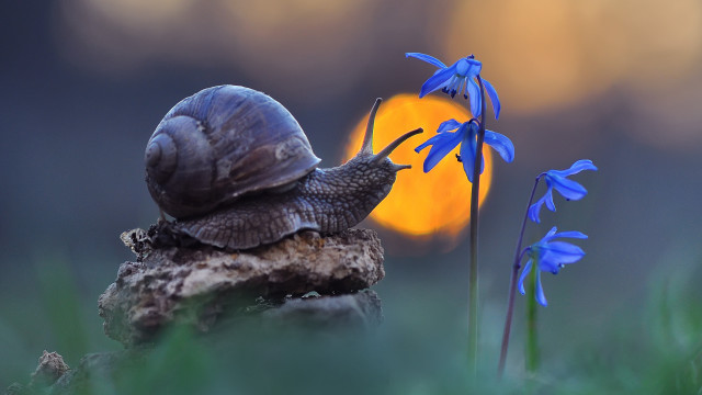 Snail rock flower yellow light free wallpaper for desktop - medium preview image