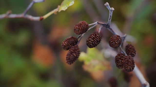 Pine cone branch bokeh macro free wallpaper for desktop - medium preview image