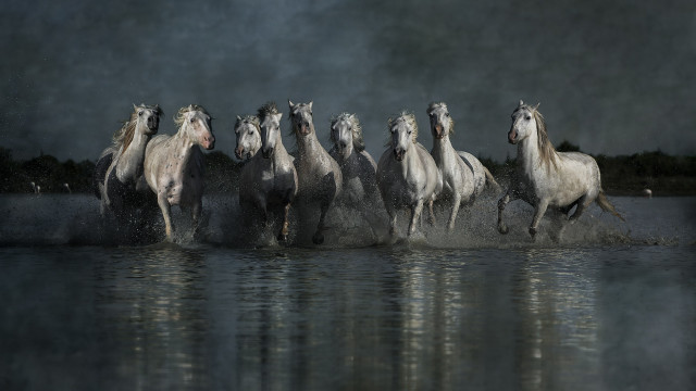 Horses running water night starry free wallpaper for desktop - medium preview image
