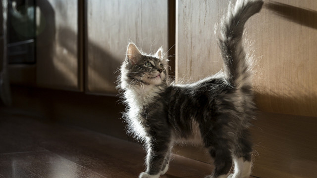 Cat glamor wooden floor kitchen free wallpaper for desktop - medium preview image