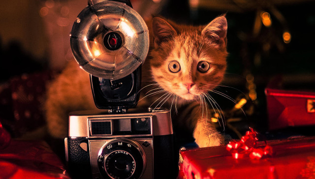 Cat camera box flame embers free wallpaper for desktop - medium preview image