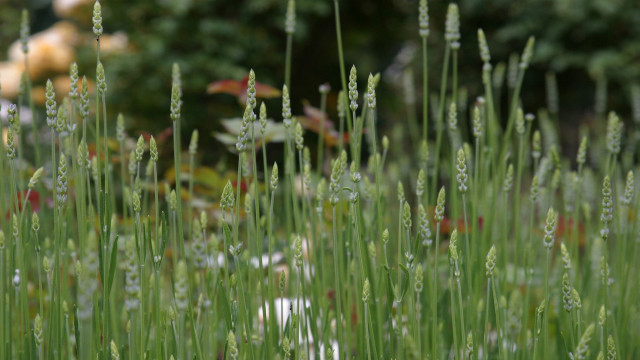 Teddy bear flower field shallow free wallpaper for desktop - medium preview image