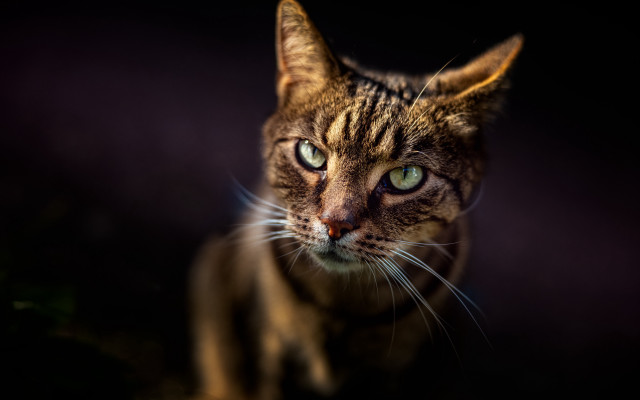 Cat green eyes dark blurry free wallpaper for desktop - medium preview image