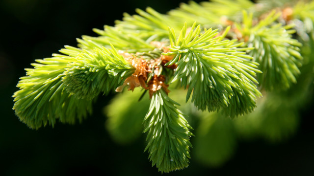 Pine branch cones blurry background free wallpaper for desktop - medium preview image