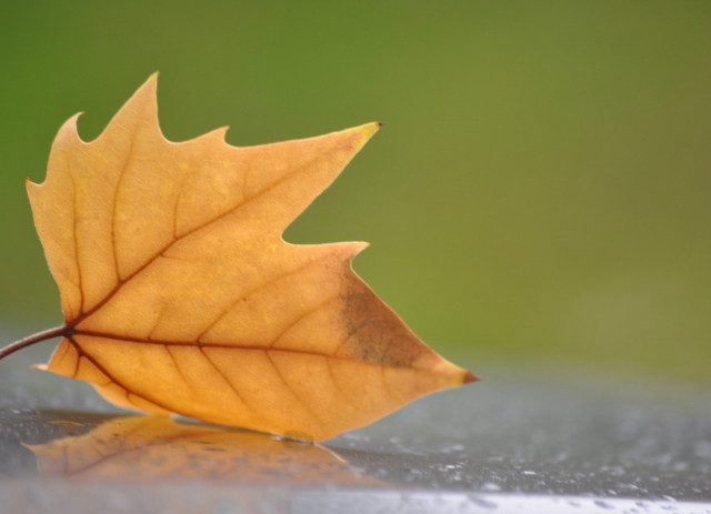 Leaf water droplets green background #3 free wallpaper for desktop - medium preview image