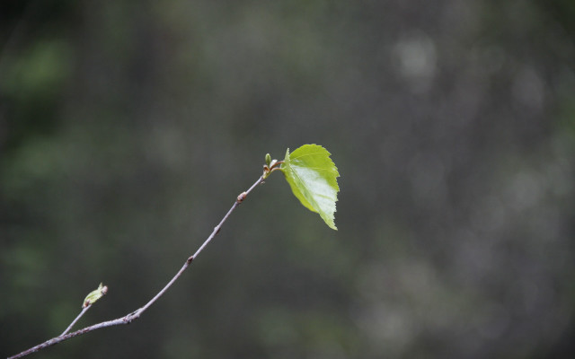 Branch green leaf macro shallow free wallpaper for desktop - medium preview image