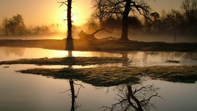 Pond grass trees fog backlit free wallpaper for desktop - medium preview image