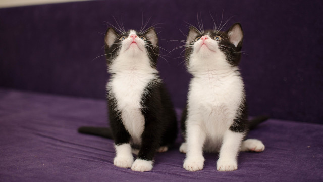 Kittens purple couch blue eyes free wallpaper for desktop - medium preview image