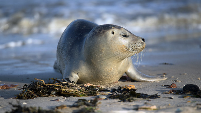 Seal beach seaweed water mountains free wallpaper for desktop - medium preview image