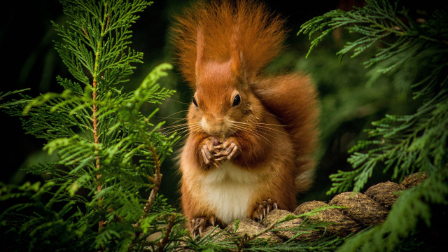 Red squirrel pine cone forest free wallpaper for desktop - medium preview image