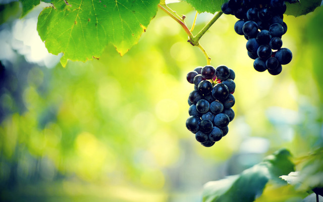 Grapes vineyard blurry background nature free wallpaper for desktop - medium preview image