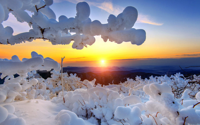 Sunset snowy mountain tree branch free wallpaper for desktop - medium preview image