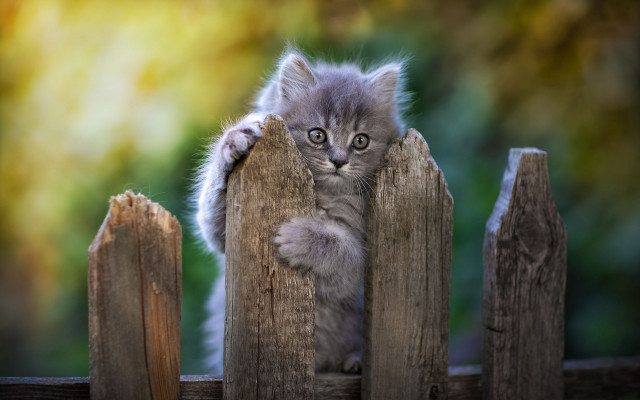 Kitten standing wooden fence paw free wallpaper for desktop - medium preview image