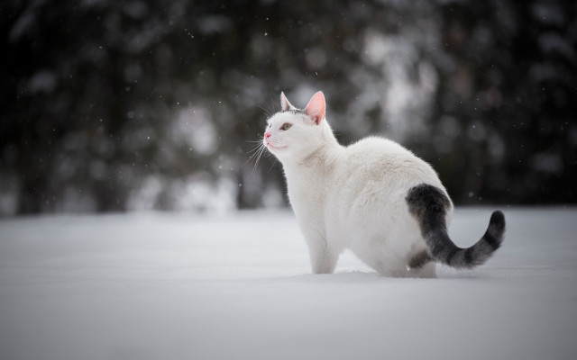 White cat snow winter night #2 free wallpaper for desktop - medium preview image