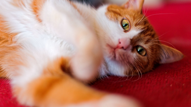 Cat lying back red surface free wallpaper for desktop - medium preview image