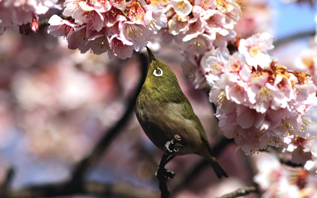 Bird branch cherry blossoms pink free wallpaper for desktop - medium preview image