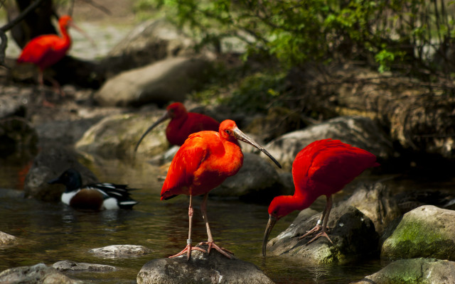 Red birds river rocks trees free wallpaper for desktop - medium preview image