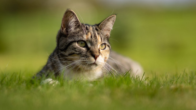 Cat sad grass nature blurry free wallpaper for desktop - medium preview image