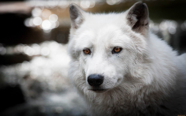 White wolf brown eyes portrait free wallpaper for desktop - medium preview image