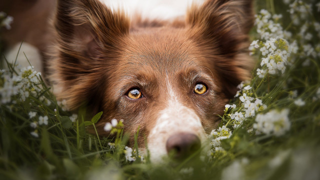 Dog sad eyes grass flowers free wallpaper for desktop - medium preview image
