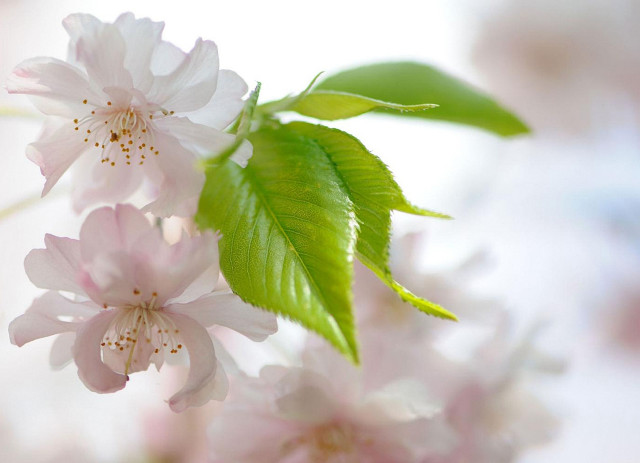 Flower lily leaf branch macro free wallpaper for desktop - medium preview image