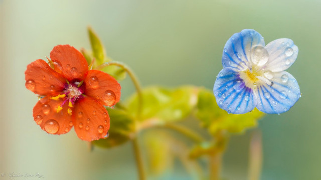 Blue orange flower butterfly macro free wallpaper for desktop - medium preview image