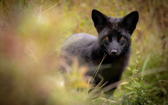 Black fox sad portrait outdoors #2 free wallpaper for desktop - medium preview image
