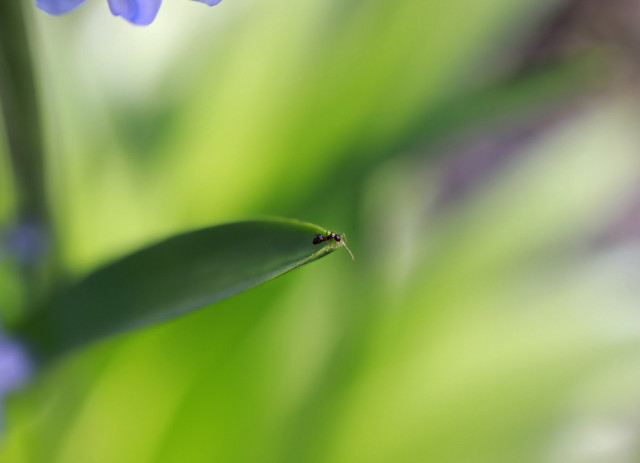 Bug green leafy flowers macro free wallpaper for desktop - medium preview image