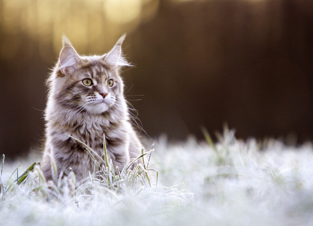Cat grass serious eyes winter free wallpaper for desktop - medium preview image