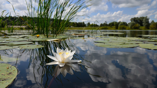 White flower lake green grass free wallpaper for desktop - medium preview image