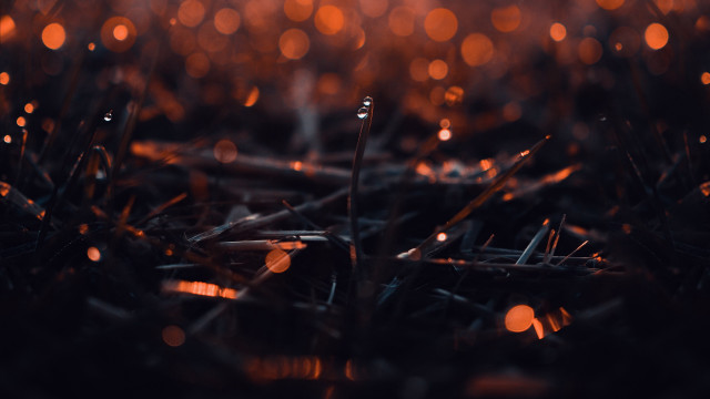 Blurry grass lights bokeh city free wallpaper for desktop - medium preview image