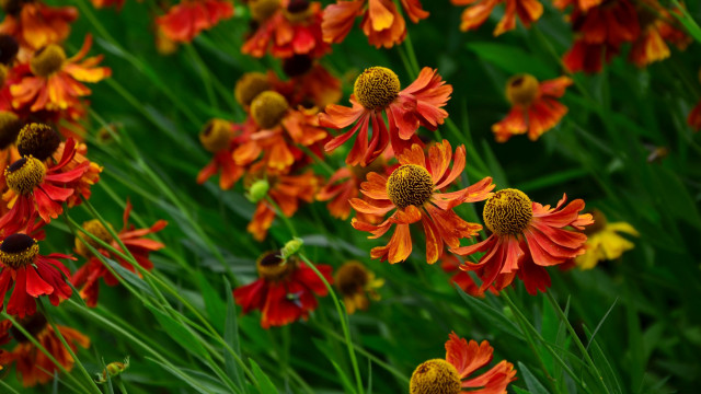 Flower field bee bokeh blurry #2 free wallpaper for desktop - medium preview image