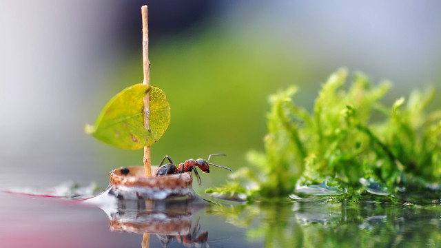 Ants plant water leaf macro free wallpaper for desktop - medium preview image