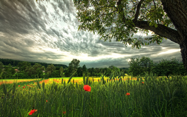 Field tree flowers clouds landscape free wallpaper for desktop - medium preview image